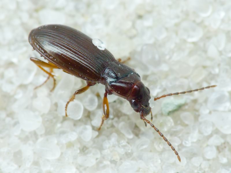 Carabidae Latreille, 1802